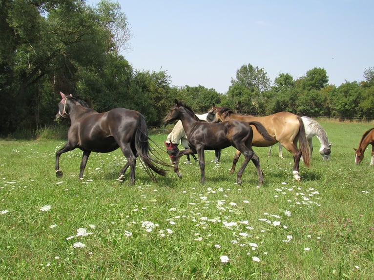 Deutsches Sportpferd Hengst Fohlen (04/2025) 170 cm Rappe in Querfurt