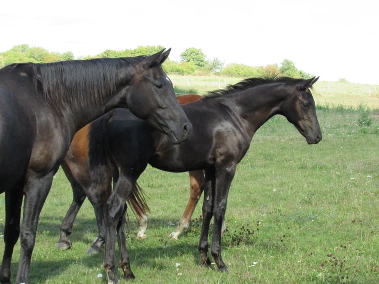 Deutsches Sportpferd Hengst Fohlen (04/2025) 170 cm Rappe in Querfurt