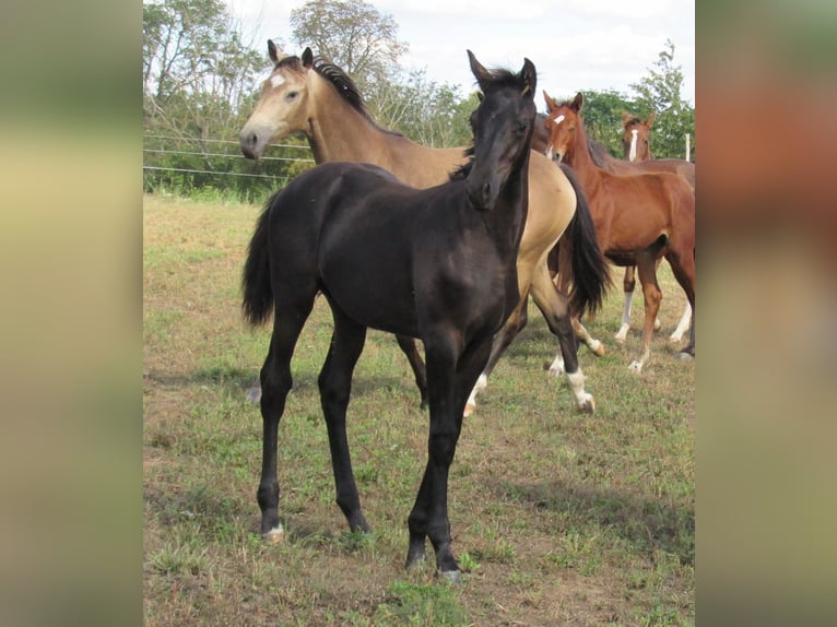 Deutsches Sportpferd Hengst Fohlen (04/2025) 170 cm Rappe in Querfurt