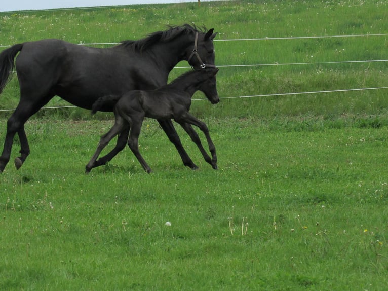 Deutsches Sportpferd Hengst Fohlen (04/2025) 170 cm Rappe in Querfurt