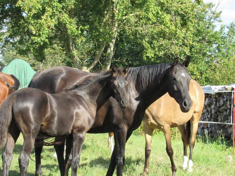 Deutsches Sportpferd Hengst Fohlen (04/2025) 170 cm Rappe in Querfurt