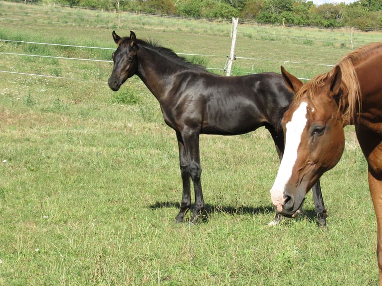 Deutsches Sportpferd Hengst Fohlen (04/2025) 170 cm Rappe in Querfurt