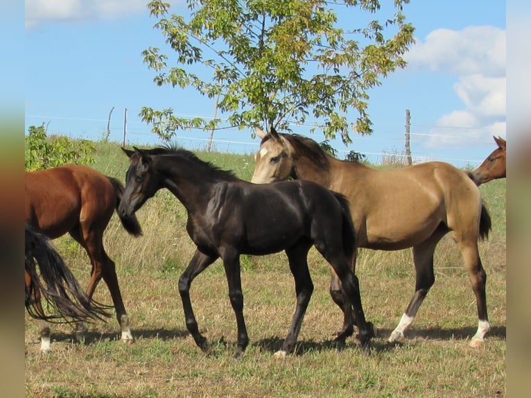 Deutsches Sportpferd Hengst Fohlen (04/2025) 170 cm Rappe in Querfurt