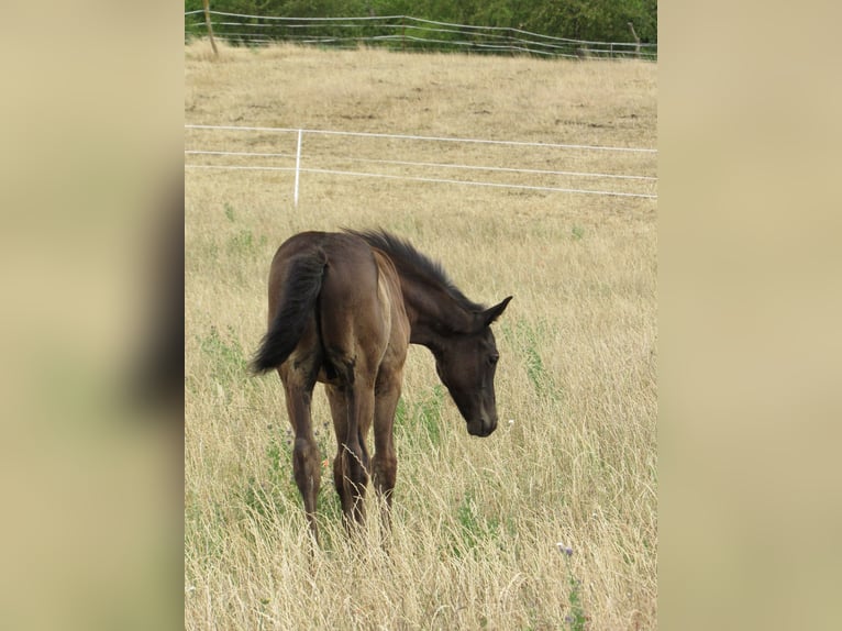 Deutsches Sportpferd Hengst Fohlen (04/2025) 170 cm Rappe in Querfurt