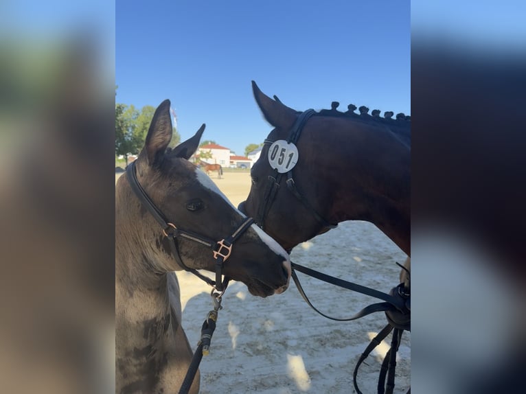 Deutsches Sportpferd Hengst Fohlen (06/2026) 170 cm Rappe in Sachsen