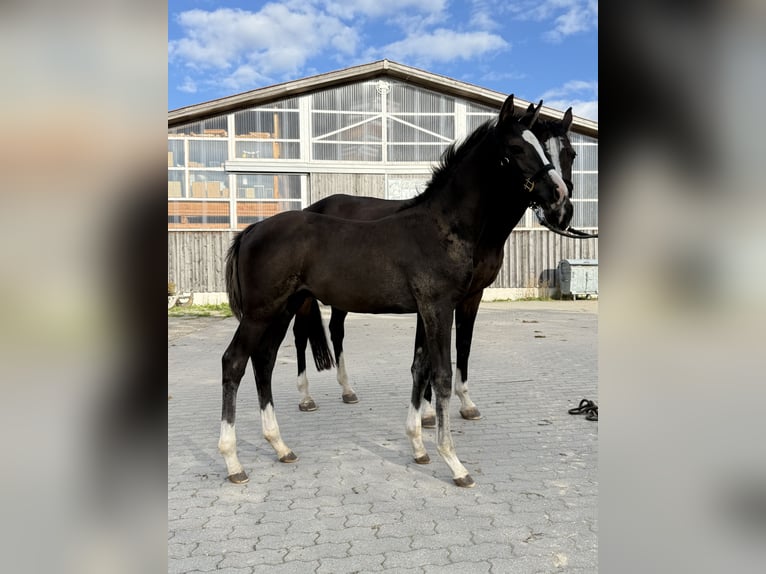 Deutsches Sportpferd Hengst Fohlen (06/2026) 170 cm Rappe in Sachsen