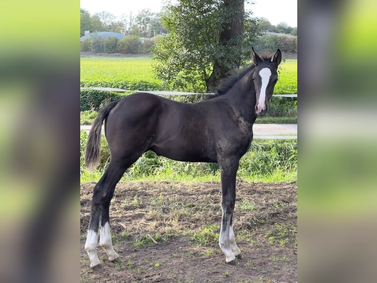 Deutsches Sportpferd Hengst Fohlen (06/2026) 170 cm Rappe in Sachsen