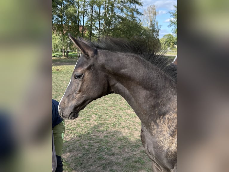 Deutsches Sportpferd Hengst Fohlen (06/2026) 170 cm Rappe in Sachsen