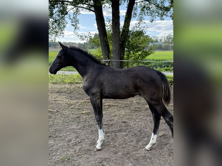 Deutsches Sportpferd Hengst Fohlen (06/2026) 170 cm Rappe in Sachsen