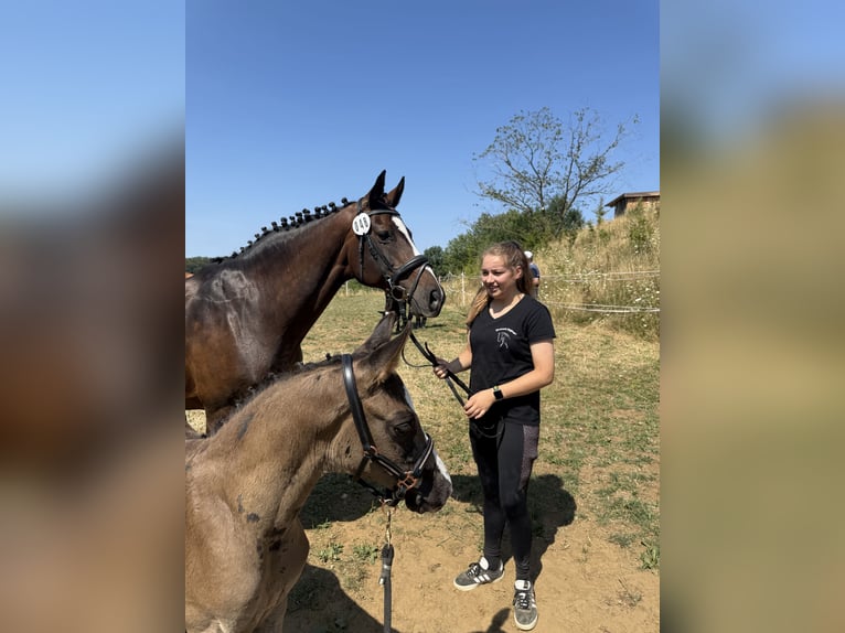 Deutsches Sportpferd Hengst Fohlen (06/2026) 170 cm Rappe in Sachsen