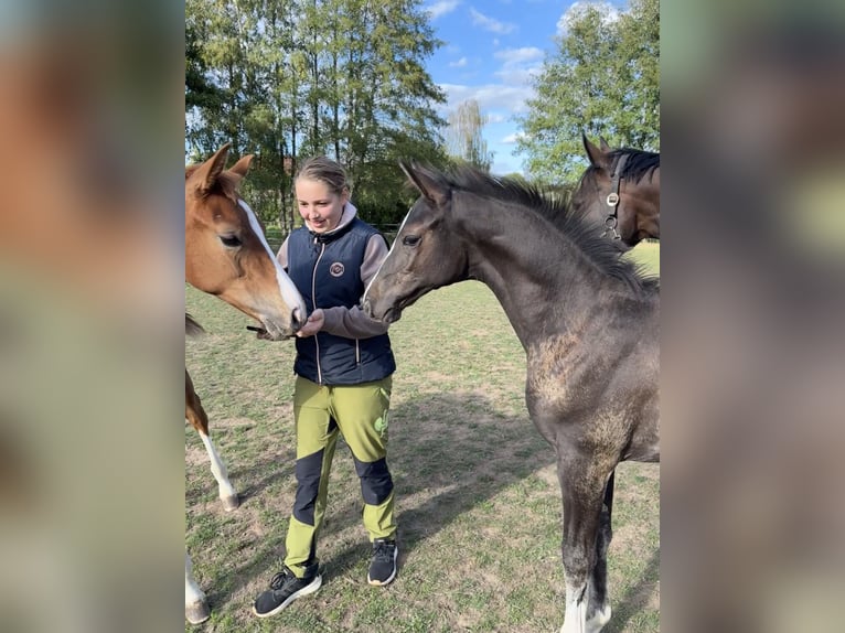 Deutsches Sportpferd Hengst Fohlen (06/2026) 170 cm Rappe in Sachsen