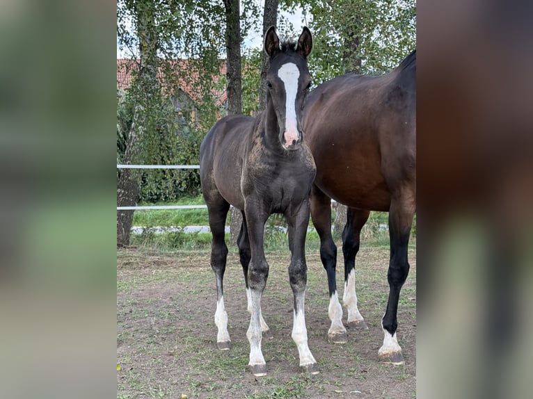 Deutsches Sportpferd Hengst Fohlen (06/2026) 170 cm Rappe in Sachsen