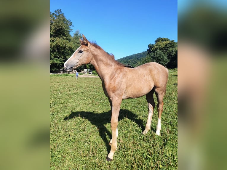 Deutsches Sportpferd Hengst Fohlen (05/2025) 170 cm Schimmel in Lahr/Schwarzwald