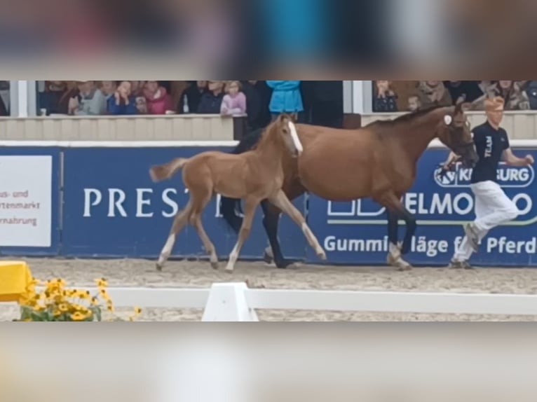 Deutsches Sportpferd Hengst Fohlen (05/2025) 170 cm Schimmel in Lahr/Schwarzwald