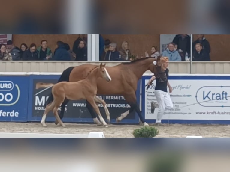 Deutsches Sportpferd Hengst Fohlen (05/2025) 170 cm Schimmel in Lahr/Schwarzwald