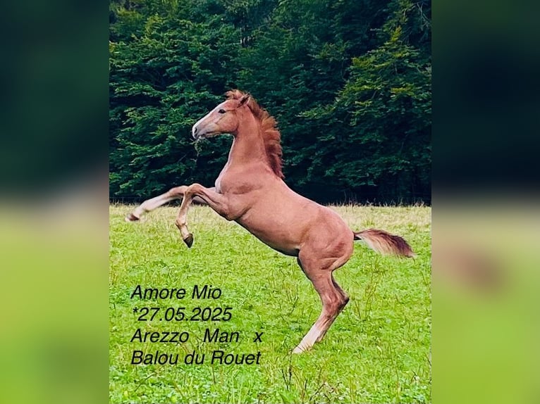 Deutsches Sportpferd Hengst Fohlen (05/2025) 170 cm Schimmel in Lahr/Schwarzwald