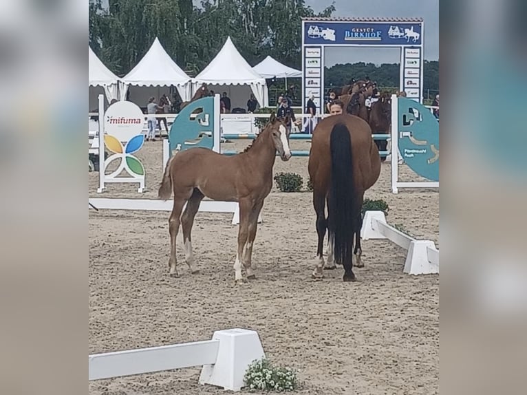 Deutsches Sportpferd Hengst Fohlen (05/2025) 170 cm Schimmel in Lahr/Schwarzwald