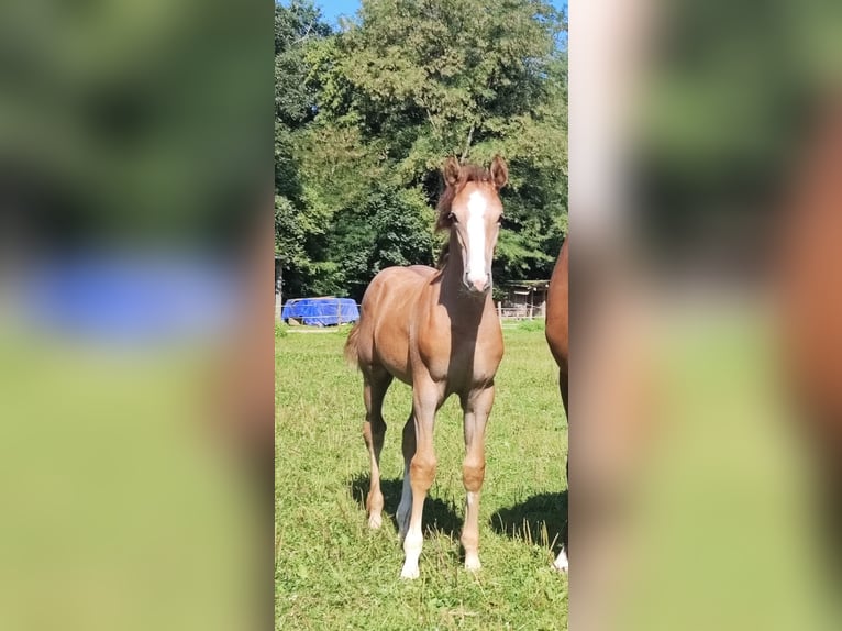 Deutsches Sportpferd Hengst Fohlen (05/2025) 170 cm Schimmel in Lahr/Schwarzwald
