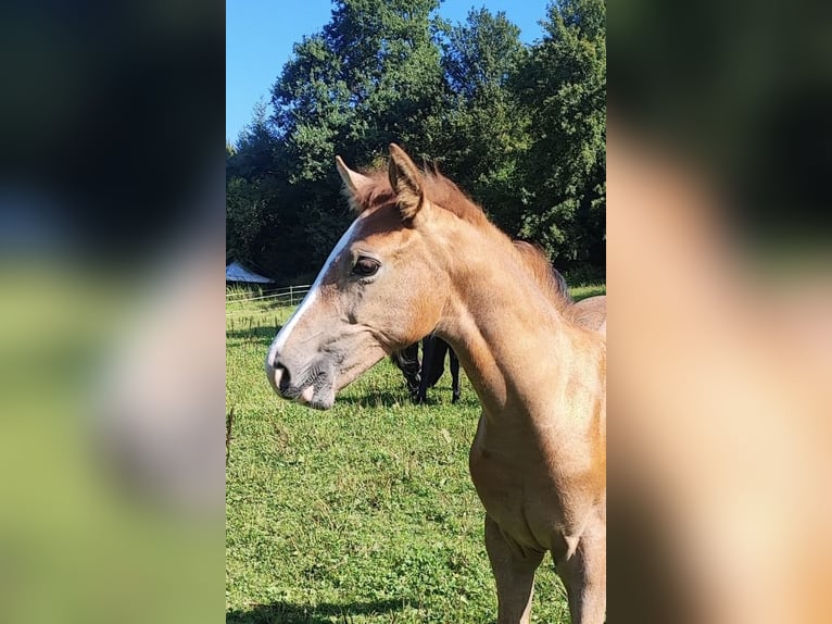 Deutsches Sportpferd Hengst Fohlen (05/2025) 170 cm Schimmel in Lahr/Schwarzwald