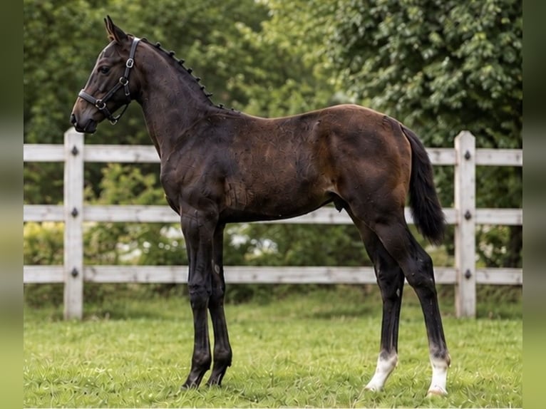 Deutsches Sportpferd Hengst Fohlen (05/2026) 170 cm Schwarzbrauner in Ergoldsbach
