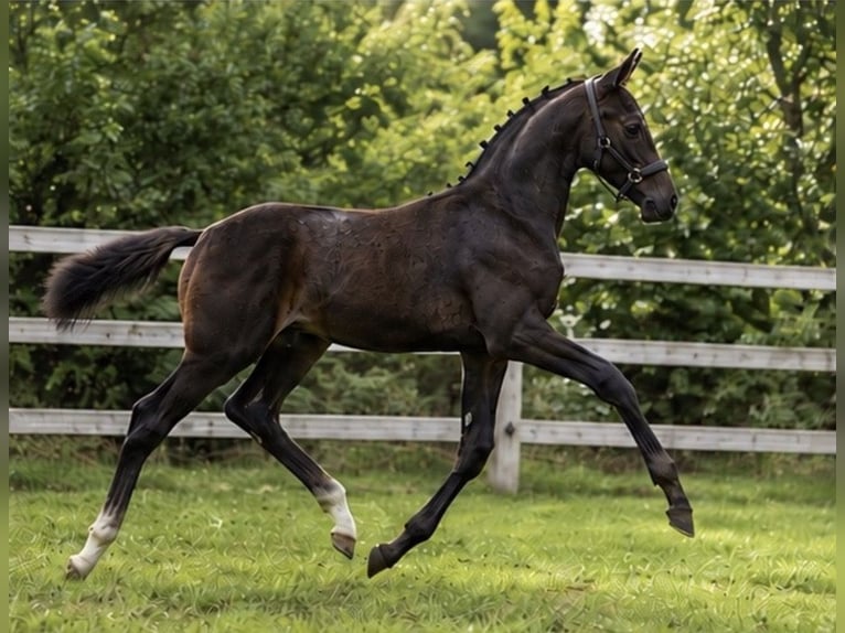 Deutsches Sportpferd Hengst Fohlen (05/2026) 170 cm Schwarzbrauner in Ergoldsbach