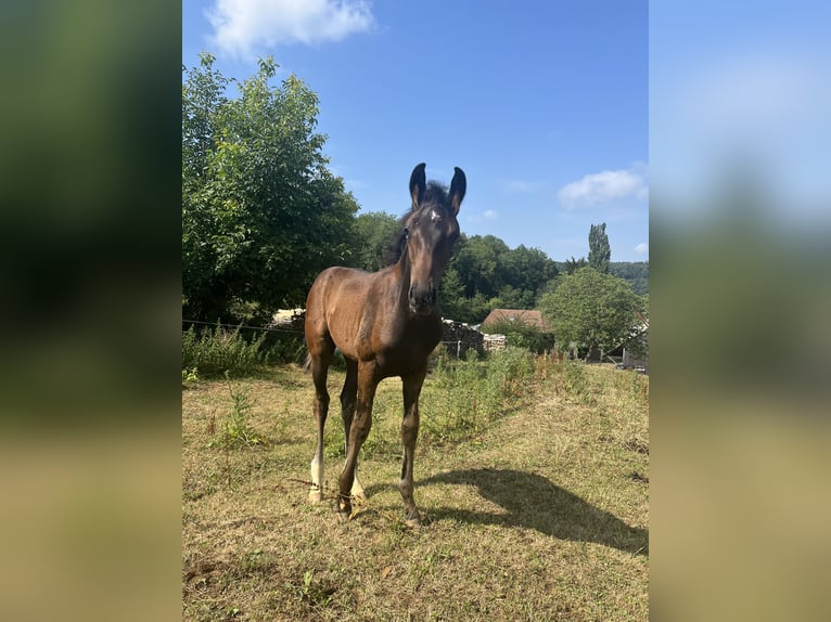 Deutsches Sportpferd Hengst Fohlen (04/2026) 170 cm Schwarzbrauner in Waldstetten