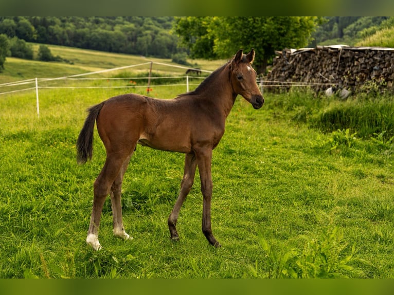 Deutsches Sportpferd Hengst Fohlen (04/2026) 170 cm Schwarzbrauner in Waldstetten