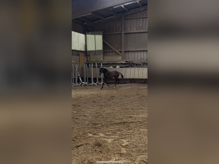 Deutsches Sportpferd Hengst Fohlen (04/2026) 170 cm Schwarzbrauner in Waldstetten