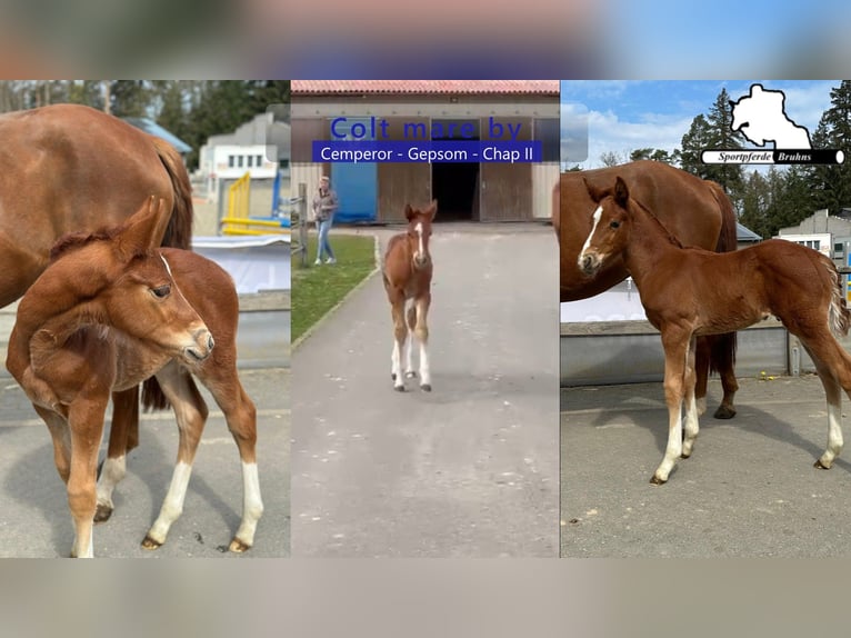 Deutsches Sportpferd Hengst Fohlen (03/2026) 170 cm  in Seetz