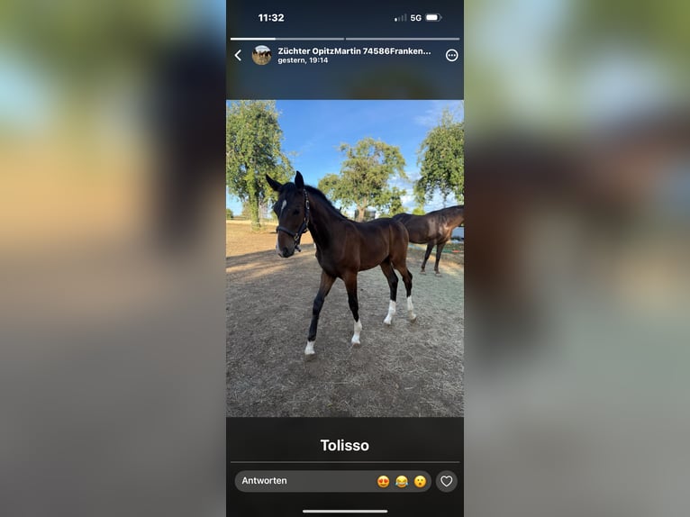 Deutsches Sportpferd Hengst Fohlen (04/2026) 171 cm Dunkelbrauner in Wolpertshausen