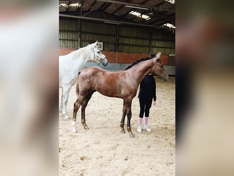 Deutsches Sportpferd Hengst Fohlen (06/2024) 171 cm Kann Schimmel werden in Mönchengladbach