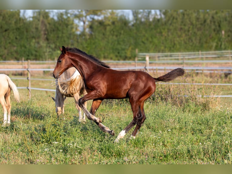 Deutsches Sportpferd Hengst  172 cm Brauner in Eberdingen