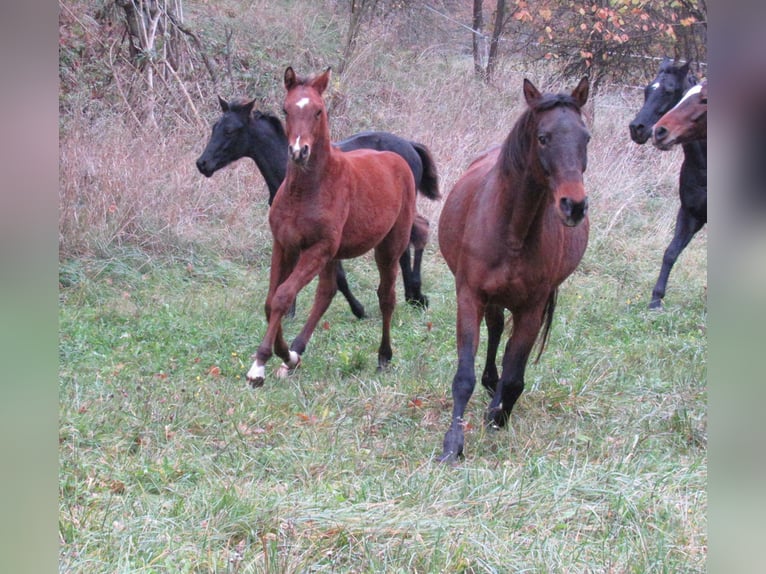 Deutsches Sportpferd Hengst Fohlen (04/2025) 172 cm Brauner in Querfurt