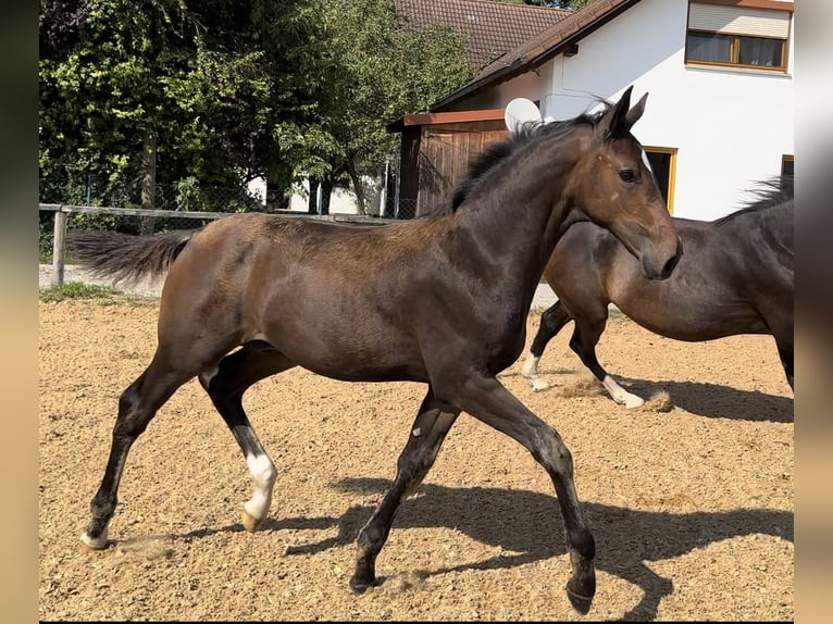 Deutsches Sportpferd Hengst Fohlen (05/2024) 172 cm Dunkelbrauner in HallbergmoosHallbergmoos