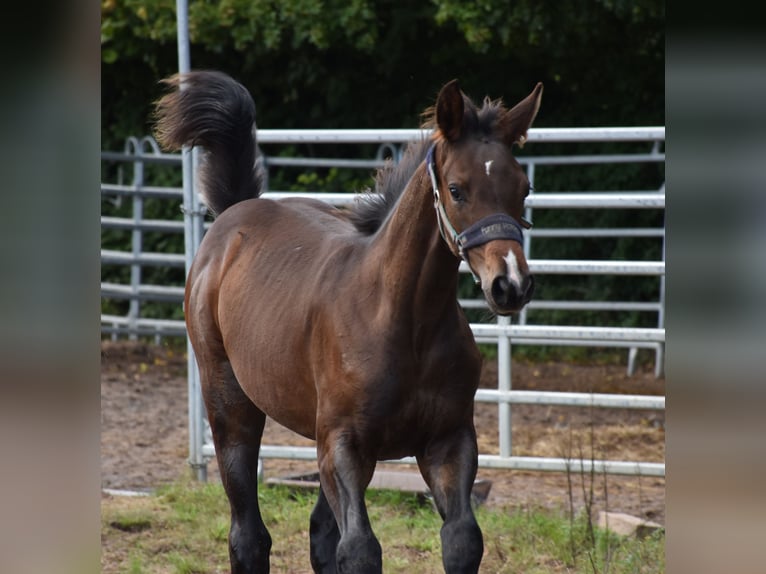 Deutsches Sportpferd Hengst Fohlen (05/2025) 172 cm Dunkelbrauner in Bad Mergentheim