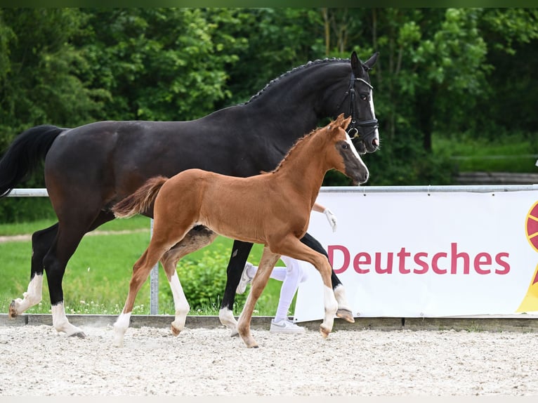 Deutsches Sportpferd Hengst Fohlen (04/2024) 172 cm Dunkelfuchs in Neustadt an der Aisch