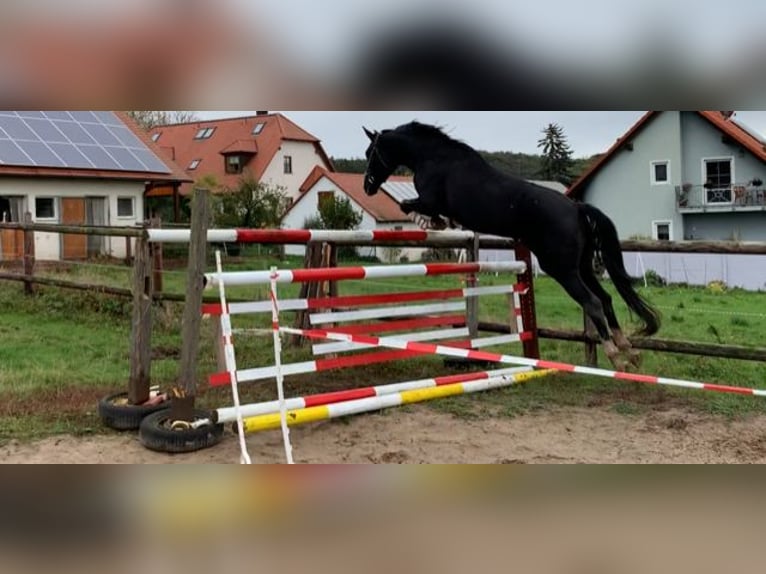 Deutsches Sportpferd Hengst Fohlen (04/2024) 172 cm Dunkelfuchs in Neustadt an der Aisch