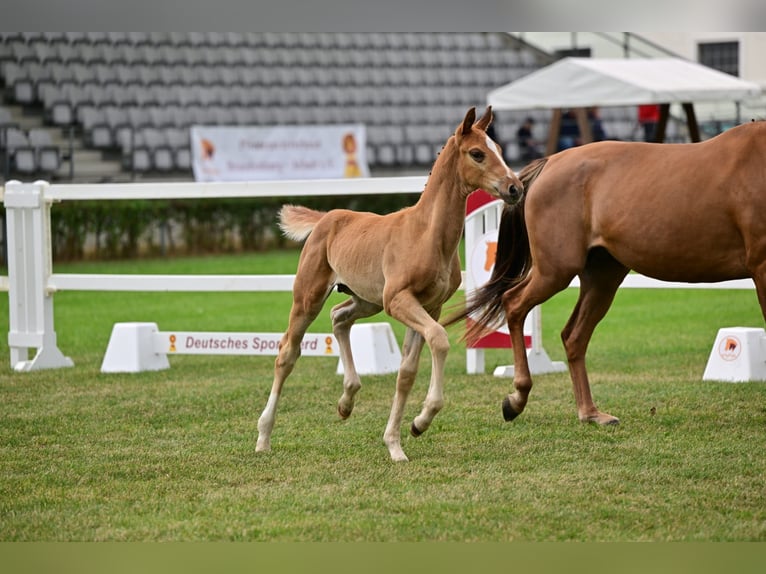 Deutsches Sportpferd Hengst Fohlen (05/2026) 172 cm Fuchs in Rhinow