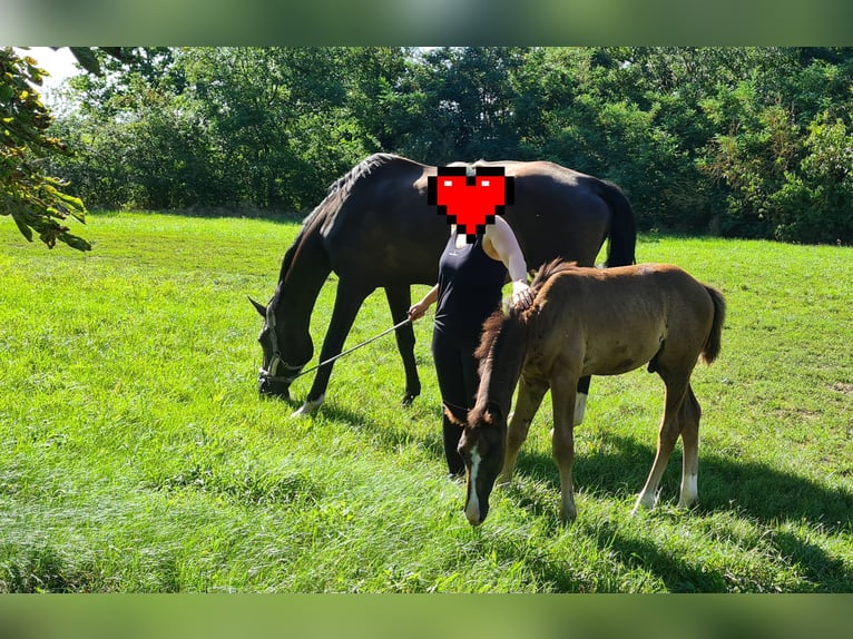 Deutsches Sportpferd Hengst Fohlen (06/2023) 172 cm Schwarzbrauner in Jessen (Elster)