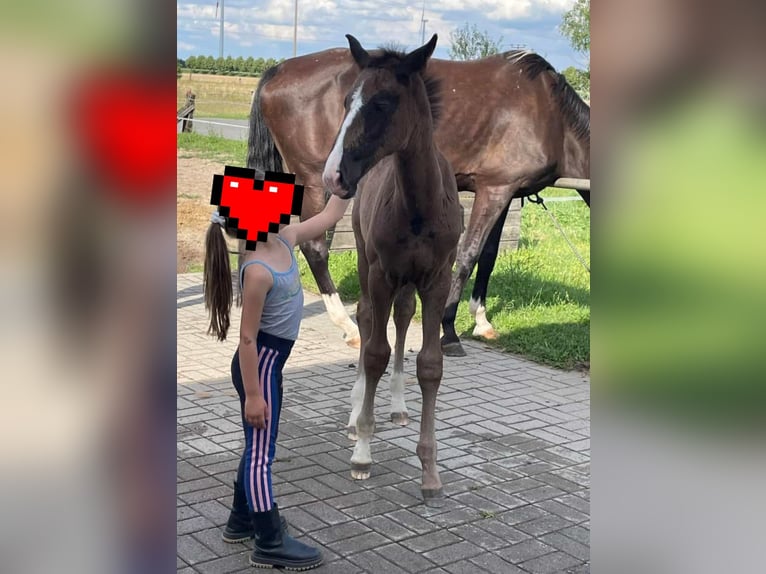 Deutsches Sportpferd Hengst Fohlen (06/2023) 172 cm Schwarzbrauner in Jessen (Elster)