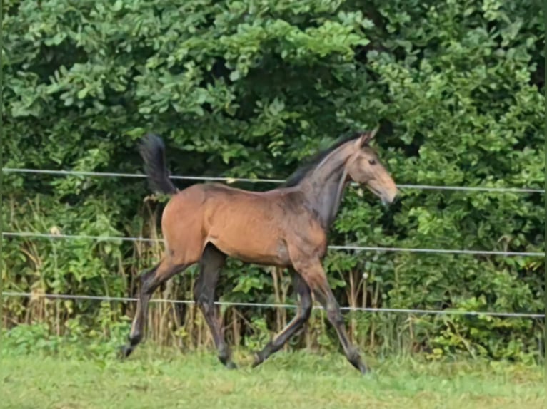 Deutsches Sportpferd Hengst Fohlen (04/2025) 173 cm Kann Schimmel werden in B&#xFC;hlerzell