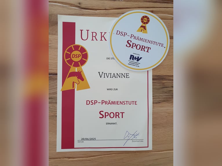 Deutsches Sportpferd Hengst  173 cm Schwarzbrauner in Rotthalm&#xFC;nster