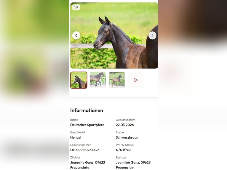 Deutsches Sportpferd Hengst Fohlen (03/2026) 173 cm Schwarzbrauner in Frauenstein