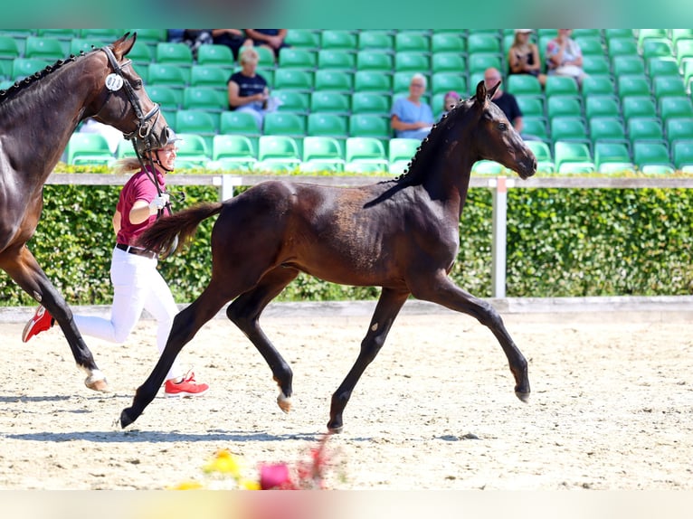 Deutsches Sportpferd Hengst Fohlen (03/2026) 173 cm Schwarzbrauner in Frauenstein