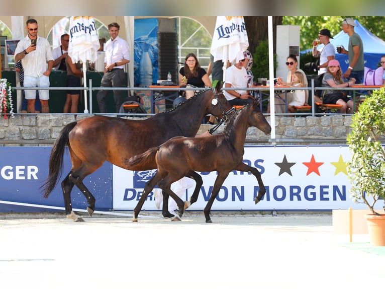 Deutsches Sportpferd Hengst Fohlen (03/2026) 173 cm Schwarzbrauner in Frauenstein