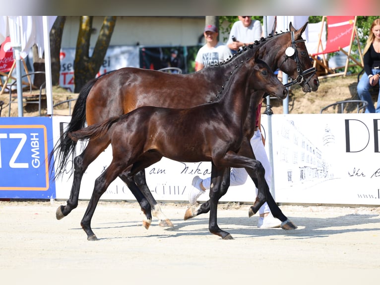 Deutsches Sportpferd Hengst Fohlen (03/2026) 173 cm Schwarzbrauner in Frauenstein