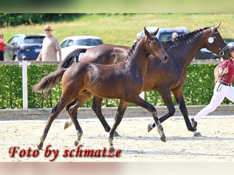 Deutsches Sportpferd Hengst Fohlen (03/2025) 174 cm Dunkelbrauner in Frauenstein