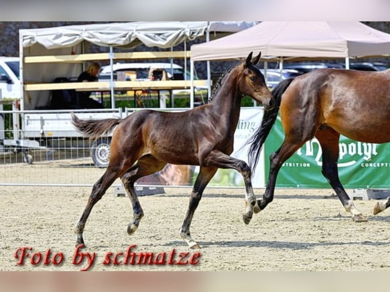 Deutsches Sportpferd Hengst Fohlen (03/2025) 174 cm Dunkelbrauner in Frauenstein