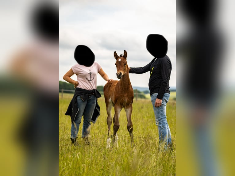 Deutsches Sportpferd Hengst  175 cm Brauner in Oberthulba