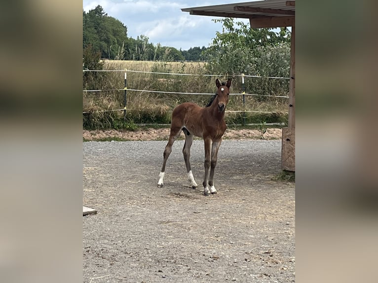 Deutsches Sportpferd Hengst  175 cm Brauner in Oberthulba